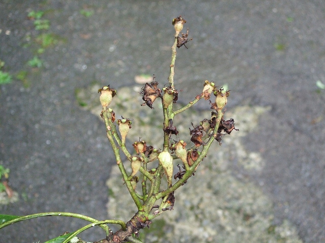 Eriobotrya deflexa
