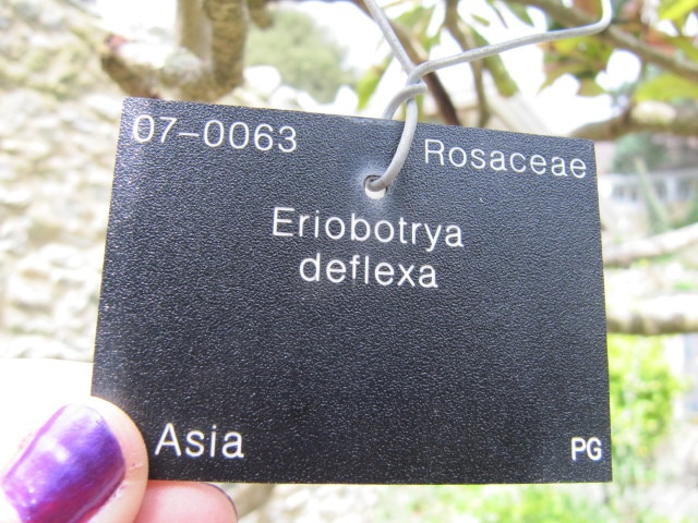 Eriobotrya deflexa