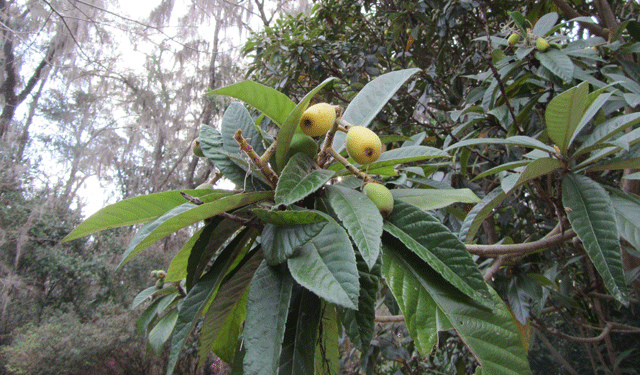 Néflier du japon (Eriobotrya japonica)