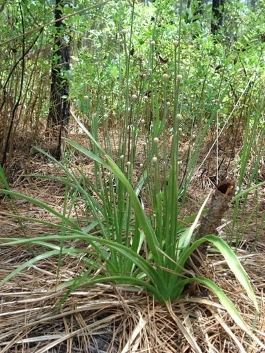 Eriocaulon decangulare (Eriocaulon decangulare)