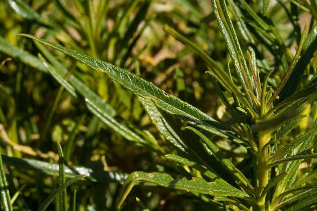 Eriodictyon angustifolium (Eriodictyon angustifolium)