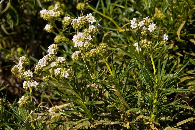 Eriodictyon angustifolium