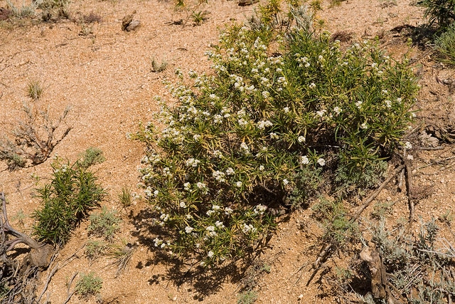 Eriodictyon angustifolium