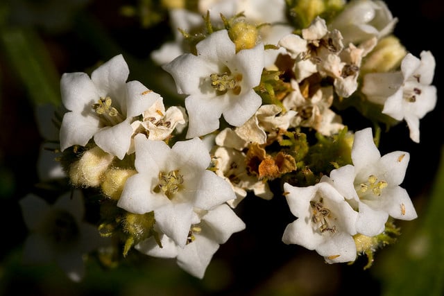 Eriodictyon angustifolium