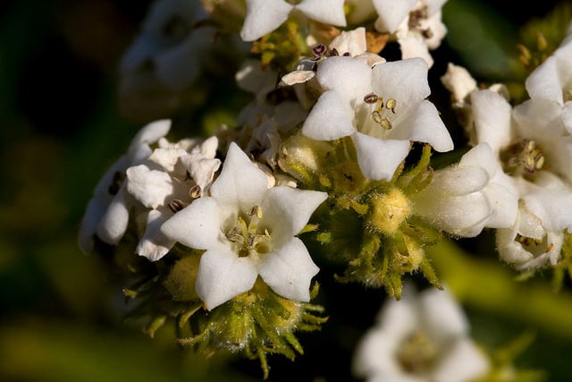 Eriodictyon angustifolium