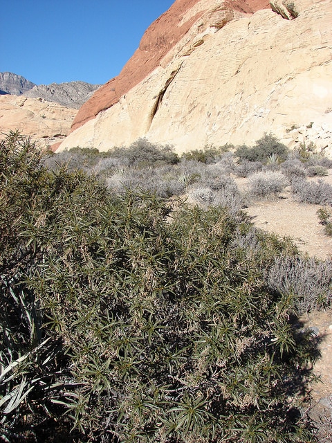 Eriodictyon angustifolium