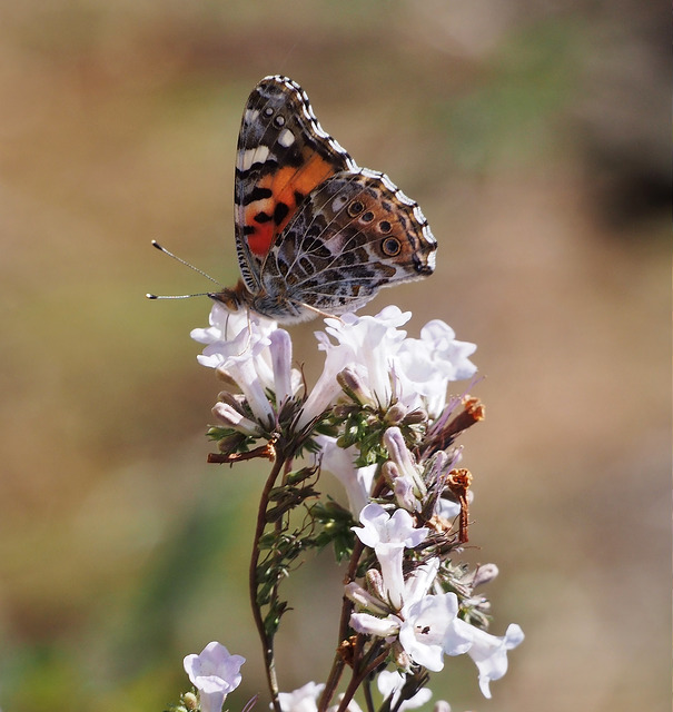 Eriodictyon californicum