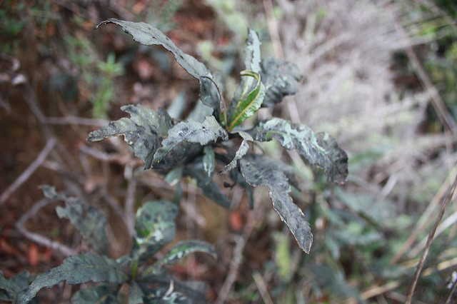 Eriodictyon californicum