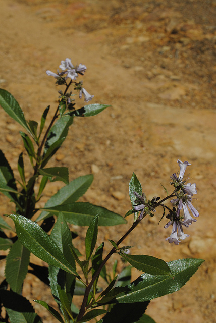 Eriodictyon californicum