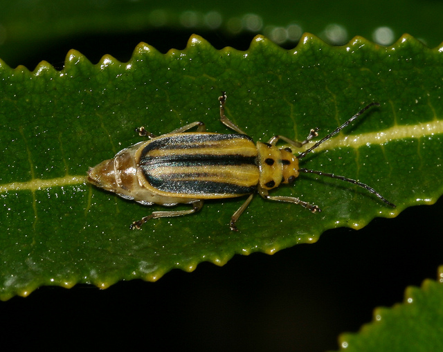 Eriodictyon californicum