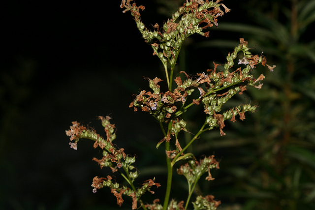Eriodictyon californicum