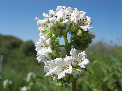 Eriodictyon trichocalyx