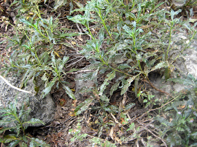 Eriodictyon trichocalyx