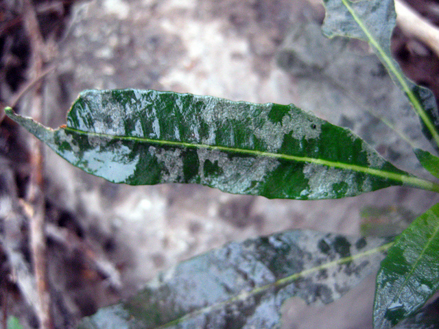 Eriodictyon trichocalyx