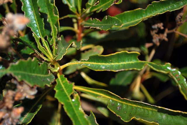 Eriodictyon trichocalyx