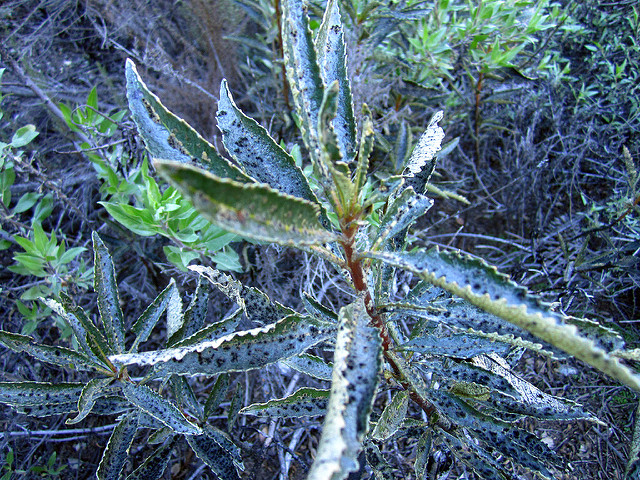 Eriodictyon trichocalyx