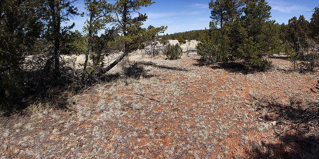Eriogonum alatum