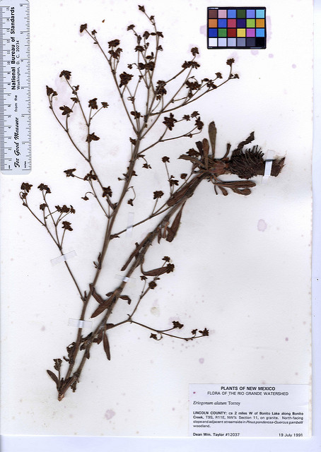 Eriogonum alatum