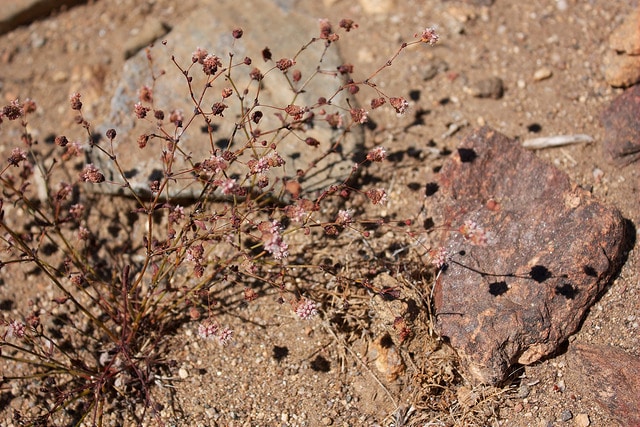 Eriogonum angulosum