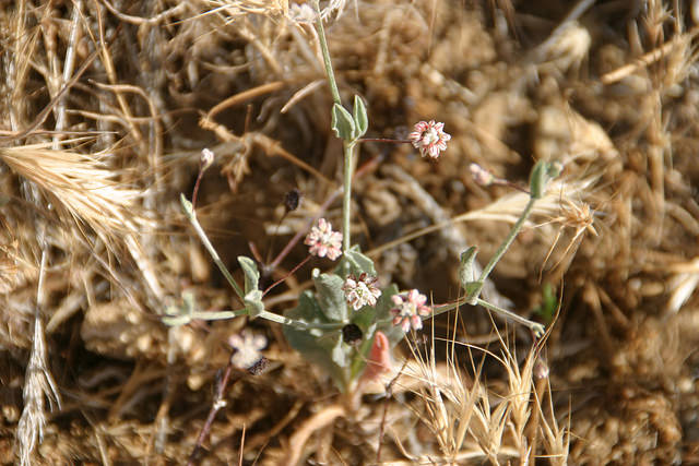 Eriogonum angulosum