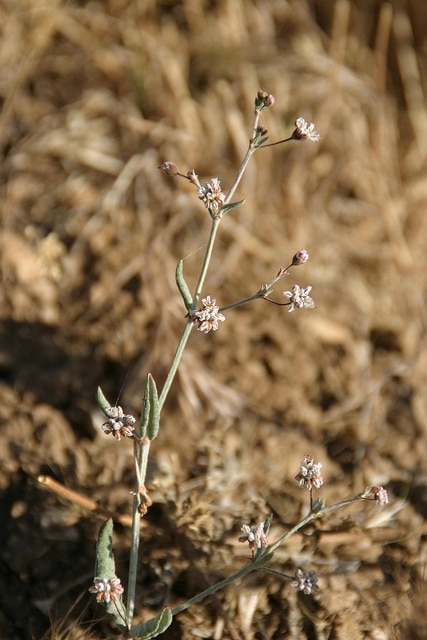 Eriogonum angulosum