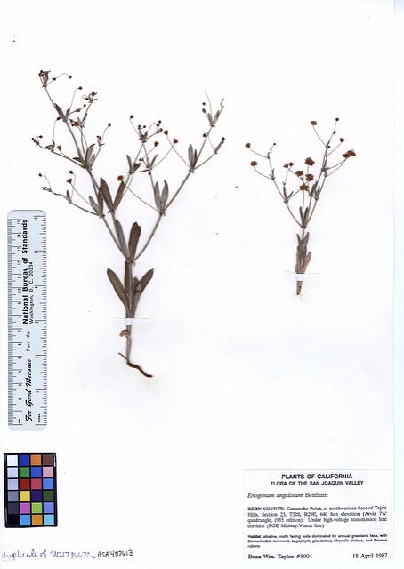 Eriogonum angulosum