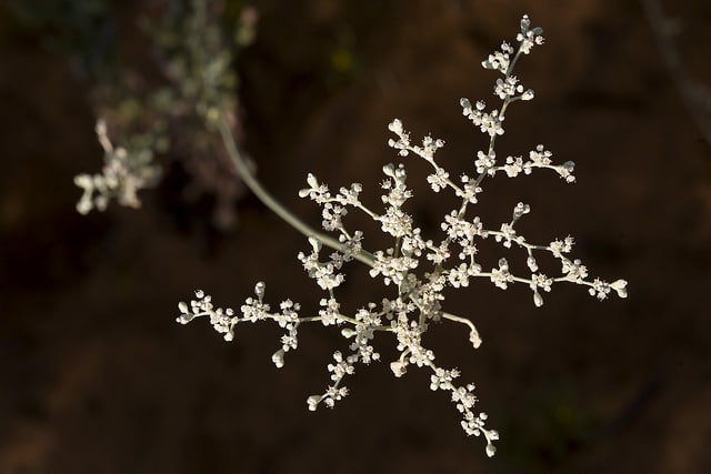 Eriogonum annuum