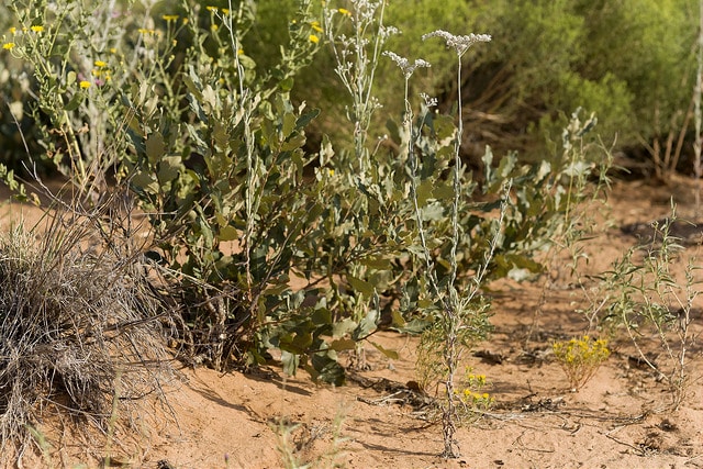 Eriogonum annuum