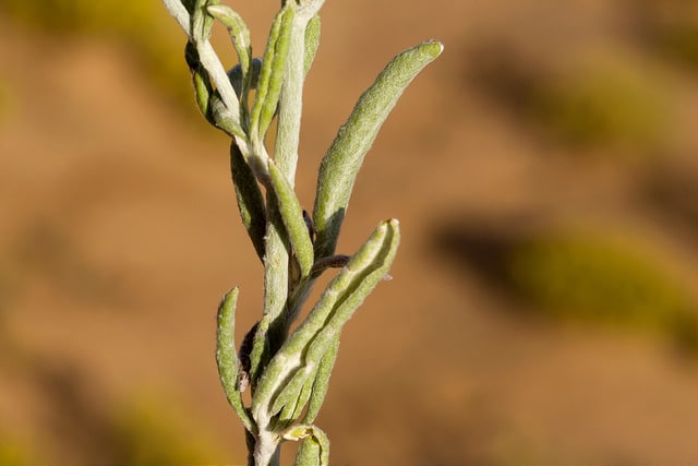 Eriogonum annuum