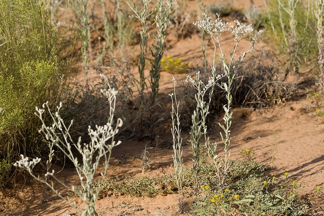 Eriogonum annuum
