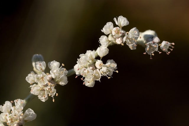 Eriogonum annuum