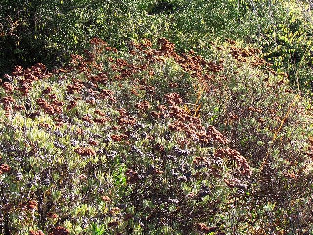 Eriogonum arborescens
