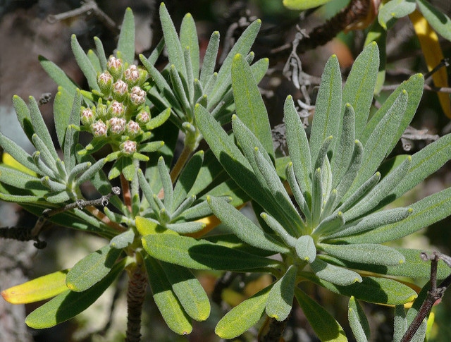 Eriogonum arborescens