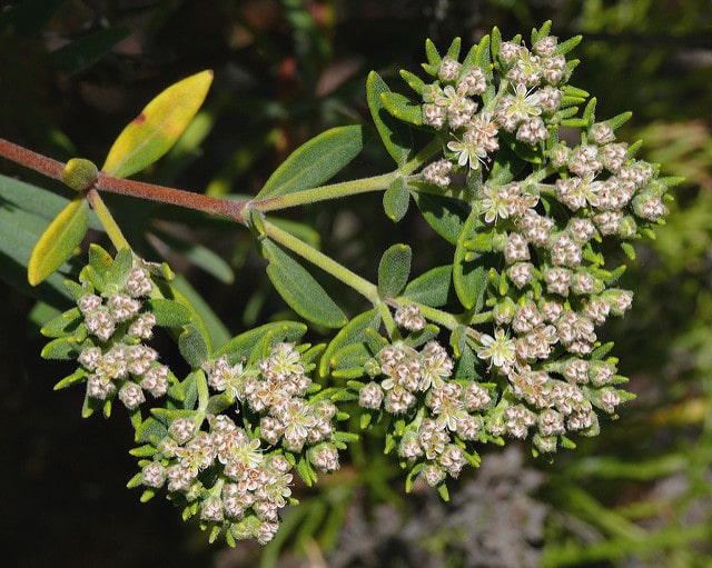 Eriogonum arborescens