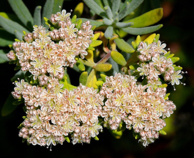 Eriogonum arborescens