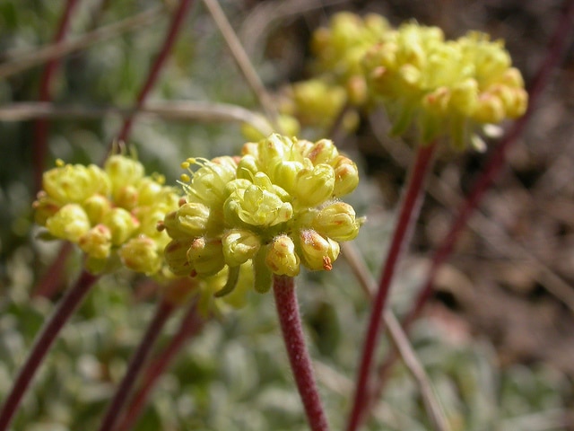 Eriogonum caespitosum (Eriogonum caespitosum)