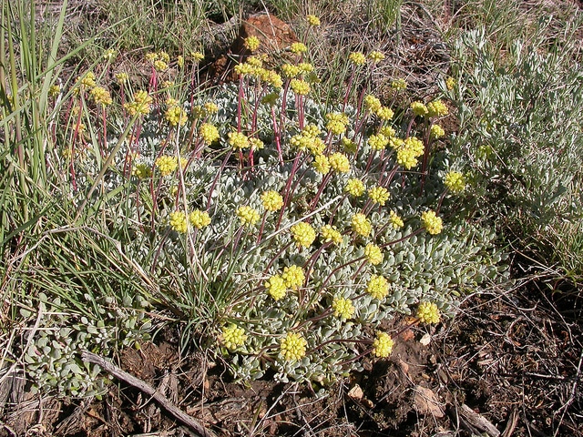 Eriogonum caespitosum