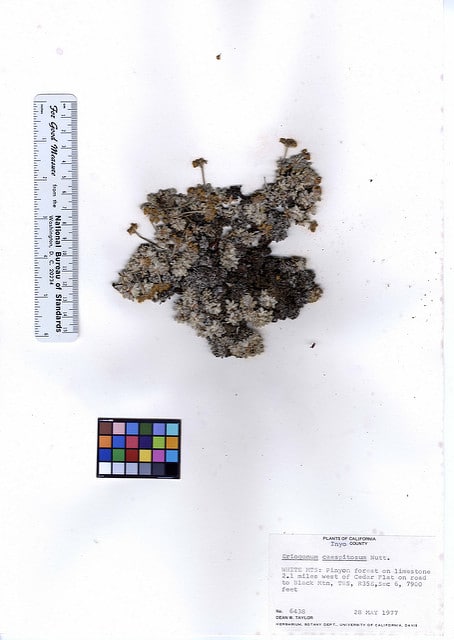 Eriogonum caespitosum