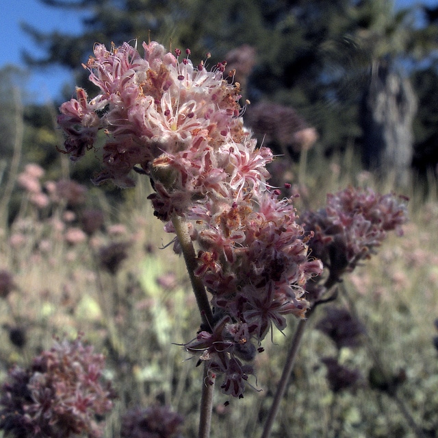 Eriogonum cinereum