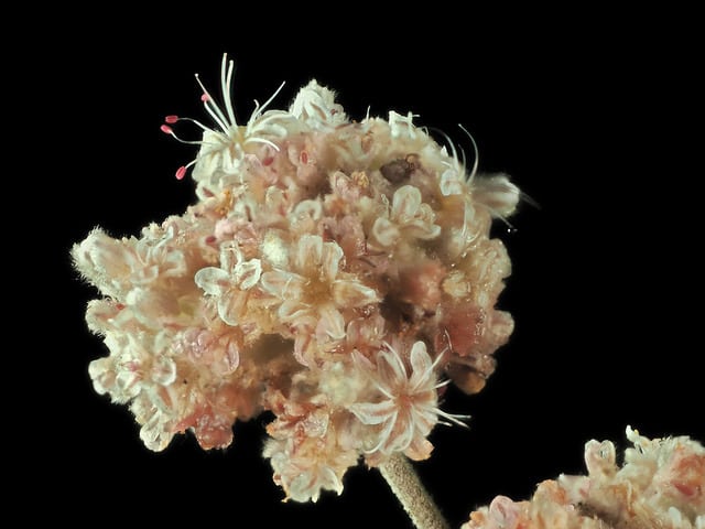 Eriogonum cinereum