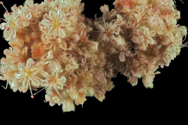 Eriogonum cinereum