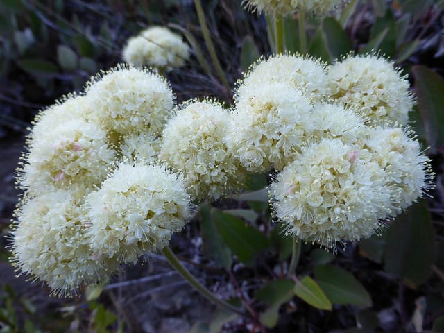 Eriogonum compositum