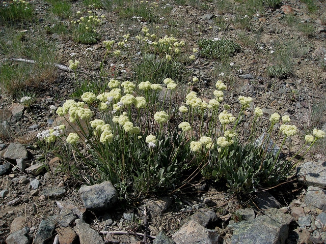 Eriogonum compositum