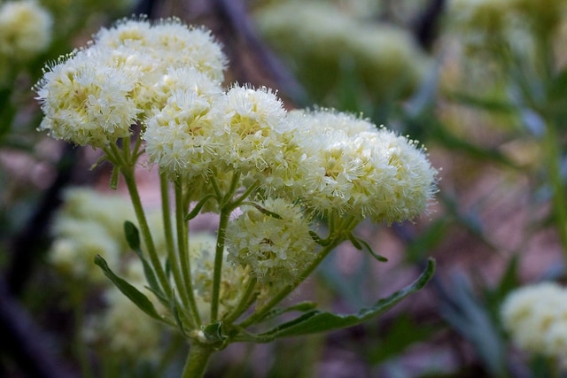 Eriogonum compositum