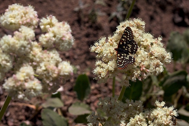 Eriogonum compositum
