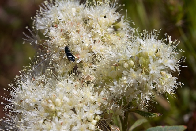 Eriogonum compositum (Eriogonum compositum)