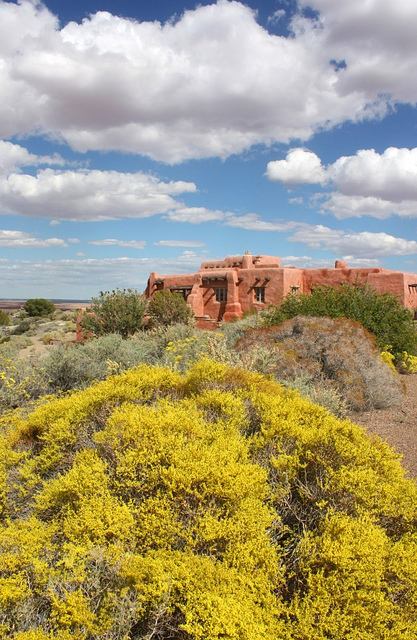Eriogonum corymbosum