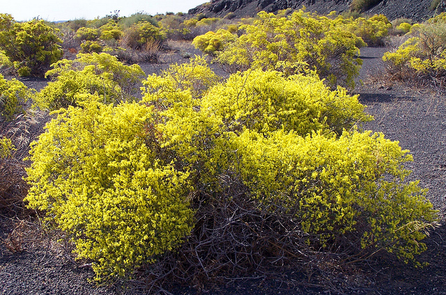 Eriogonum corymbosum