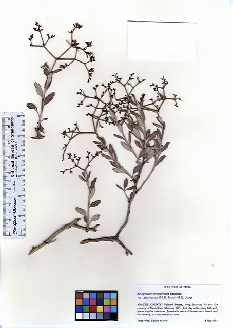 Eriogonum corymbosum