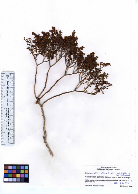 Eriogonum corymbosum